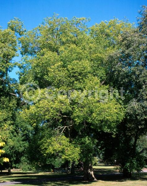 Green blooms; Deciduous; Broadleaf; North American Native
