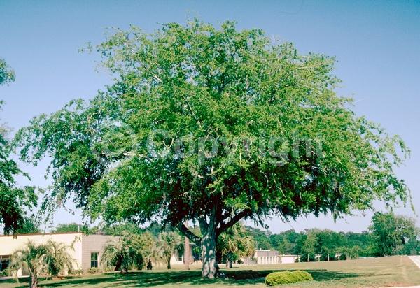 Green blooms; Deciduous; Broadleaf; North American Native