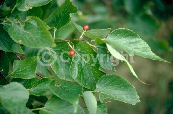 Green blooms; Deciduous; Broadleaf
