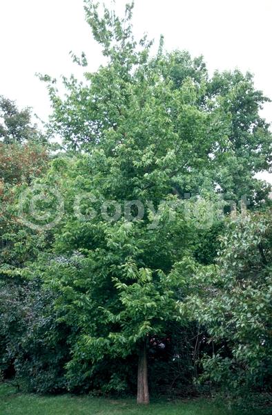 Green blooms; Deciduous; Broadleaf