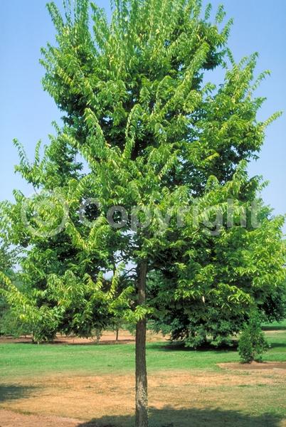 Green blooms; Deciduous; Broadleaf; North American Native
