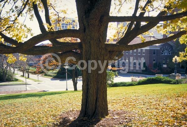 Green blooms; Deciduous; Broadleaf; North American Native