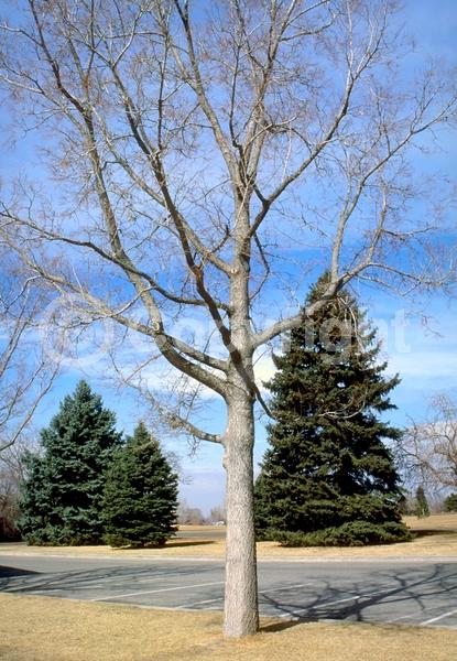Green blooms; Deciduous; Broadleaf; North American Native