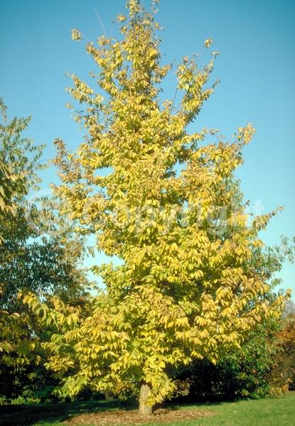 Green blooms; Deciduous; Broadleaf; North American Native