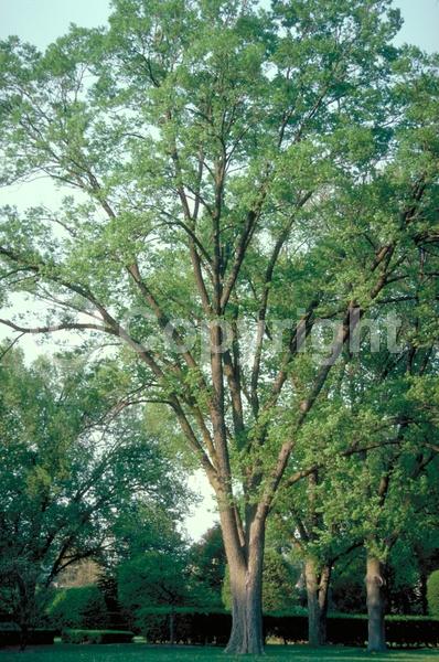 Green blooms; Deciduous; Broadleaf; North American Native