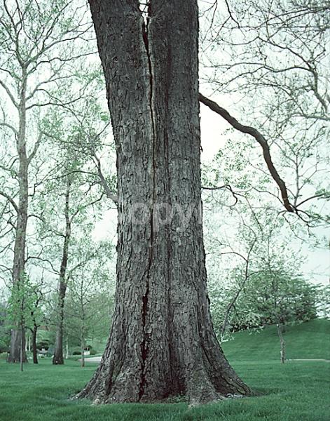 Green blooms; Deciduous; Broadleaf; North American Native