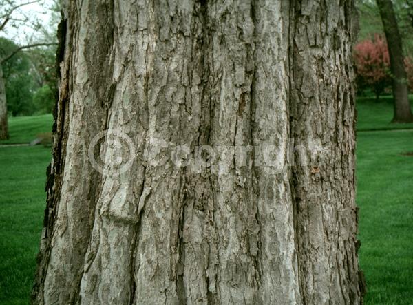 Green blooms; Deciduous; Broadleaf; North American Native