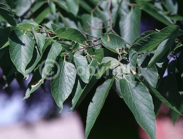 Green blooms; Deciduous; Broadleaf; North American Native