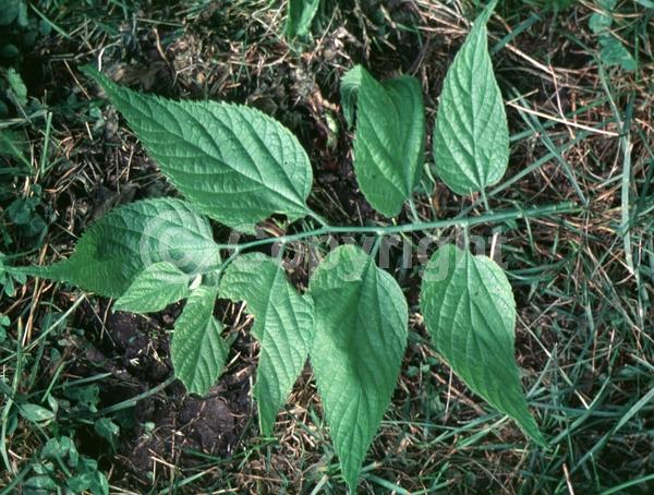 Green blooms; Deciduous; Broadleaf; North American Native