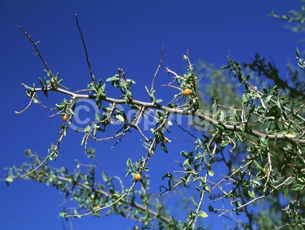 Green blooms; Deciduous; Broadleaf; North American Native