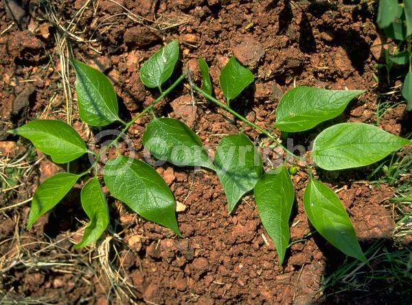 Green blooms; Deciduous; Broadleaf; North American Native