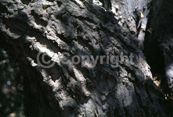 Green blooms; Deciduous; Broadleaf; North American Native
