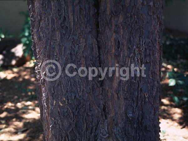 Green blooms; Deciduous; Broadleaf; North American Native