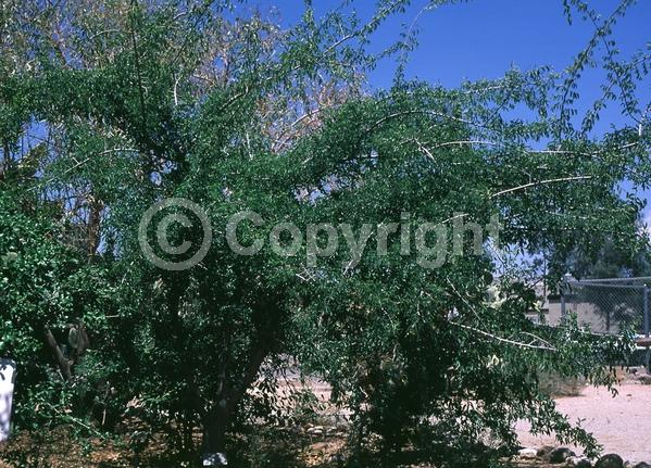 Green blooms; Deciduous; Broadleaf; North American Native