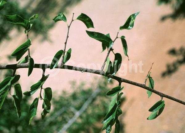 Green blooms; Deciduous; Broadleaf; North American Native