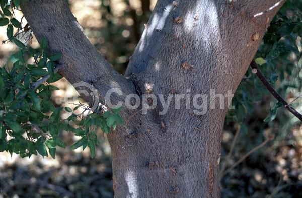 Green blooms; Deciduous; Broadleaf; North American Native