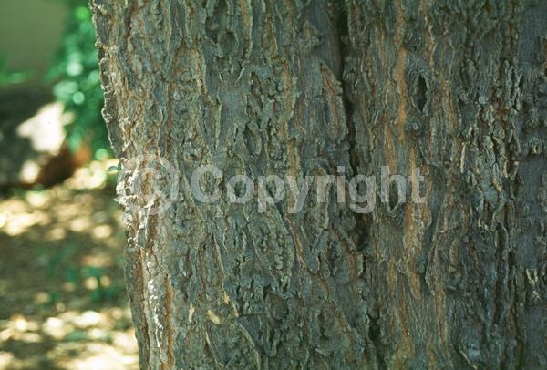 Green blooms; Deciduous; Broadleaf; North American Native