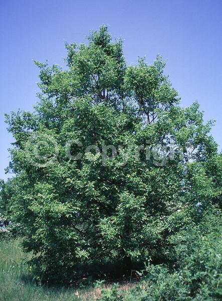 Green blooms; Deciduous; Broadleaf; North American Native
