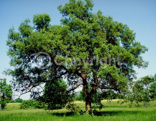 Green blooms; Deciduous; Broadleaf; North American Native