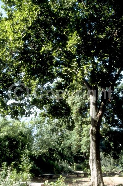 Unknown blooms; Deciduous; Broadleaf