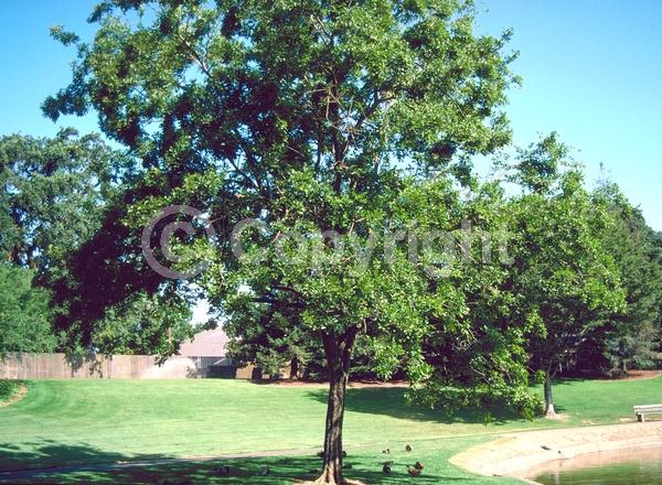 Unknown blooms; Deciduous; Broadleaf