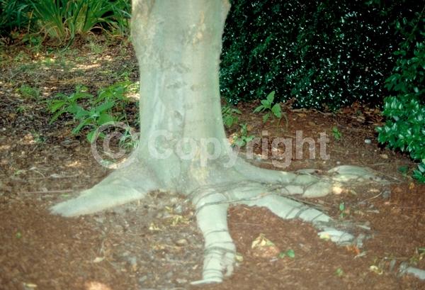 Unknown blooms; Deciduous; Broadleaf