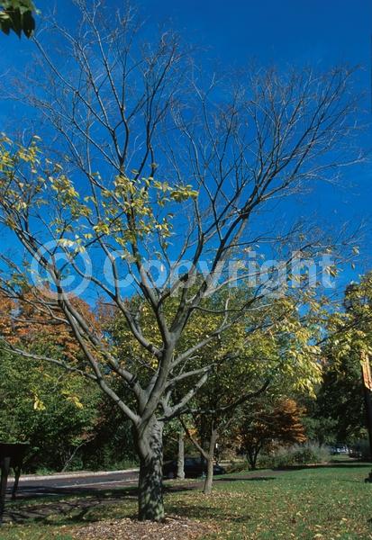 Unknown blooms; Deciduous; Broadleaf