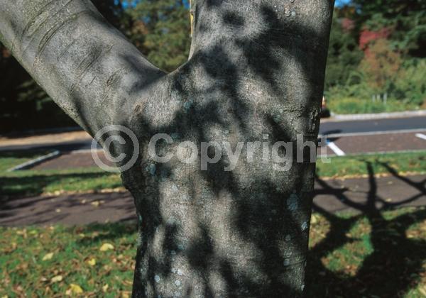 Unknown blooms; Deciduous; Broadleaf