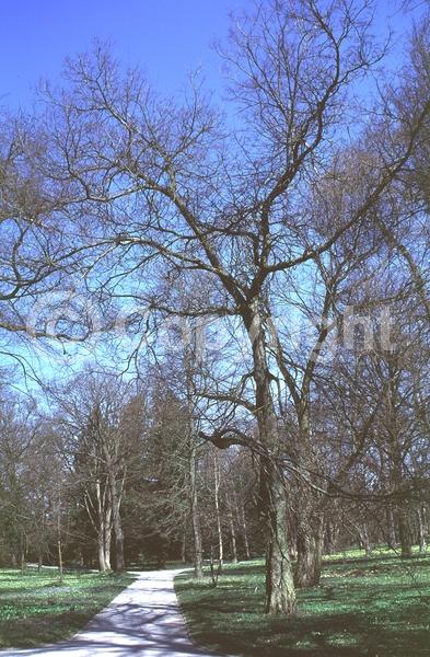 Unknown blooms; Deciduous; Broadleaf