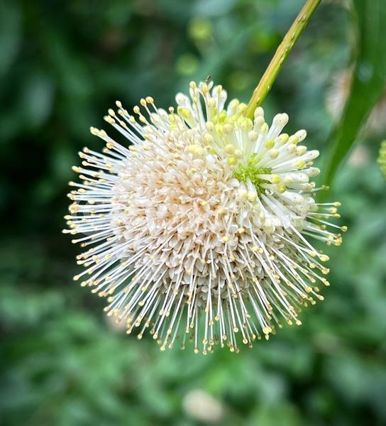 White blooms; Deciduous; Broadleaf; North American Native