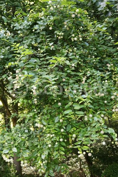 White blooms; Deciduous; Broadleaf; North American Native