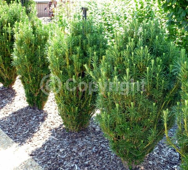 Unknown blooms; Evergreen; Needles or needle-like leaf