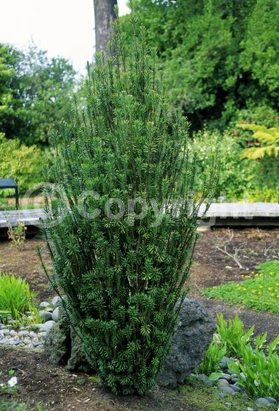 Unknown blooms; Evergreen; Needles or needle-like leaf