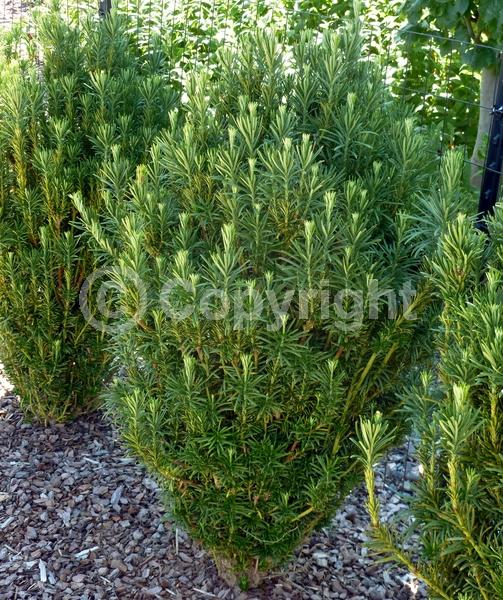 Unknown blooms; Evergreen; Needles or needle-like leaf