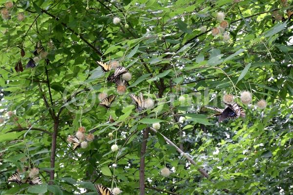 White blooms; Deciduous; Broadleaf; North American Native