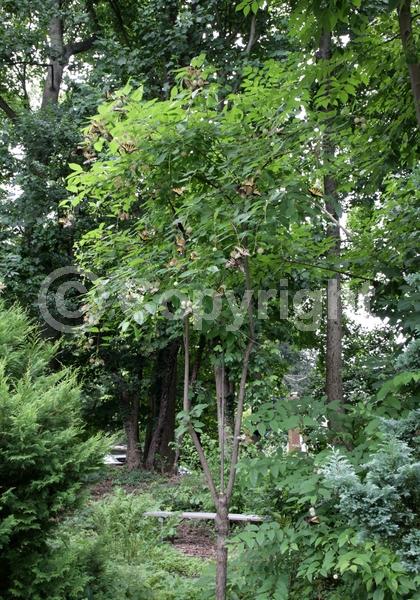 White blooms; Deciduous; Broadleaf; North American Native