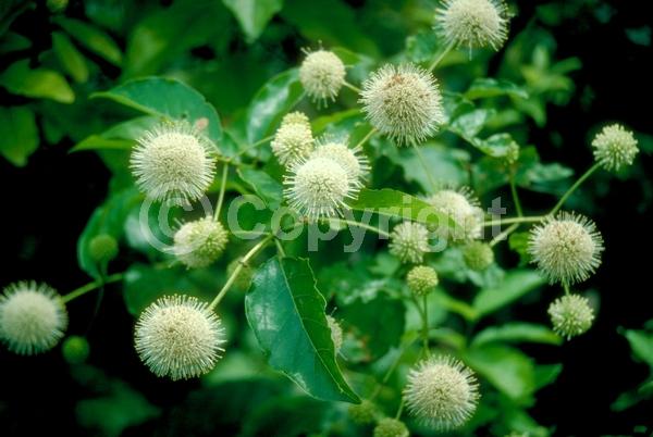 White blooms; Deciduous; Broadleaf; North American Native