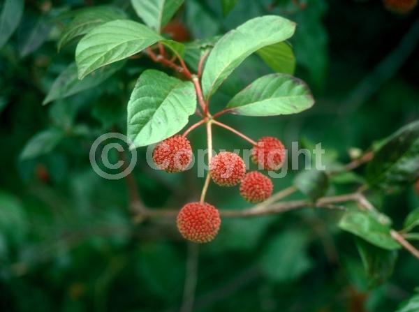 White blooms; Deciduous; Broadleaf; North American Native
