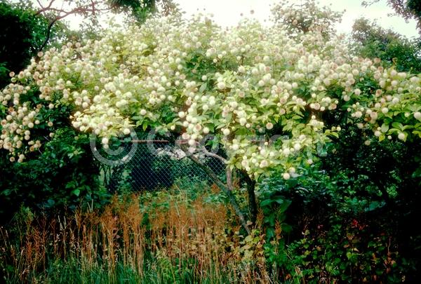 White blooms; Deciduous; Broadleaf; North American Native