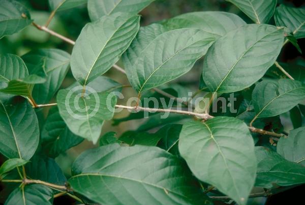 White blooms; Deciduous; Broadleaf; North American Native