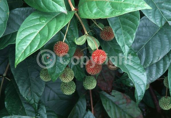 White blooms; Deciduous; Broadleaf; North American Native
