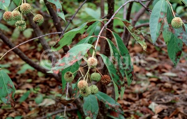 White blooms; Deciduous; Broadleaf; North American Native