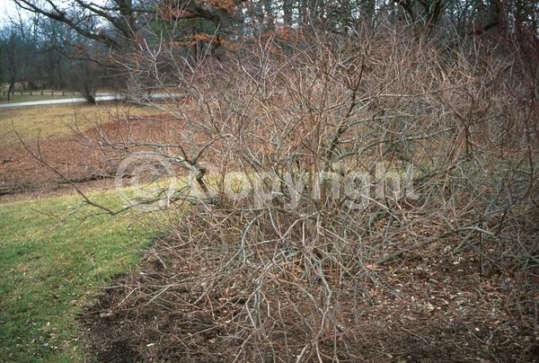 White blooms; Deciduous; Broadleaf; North American Native