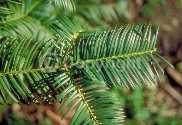 Unknown blooms; Evergreen; Needles or needle-like leaf