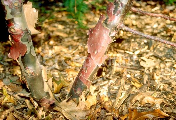 Unknown blooms; Evergreen; Needles or needle-like leaf