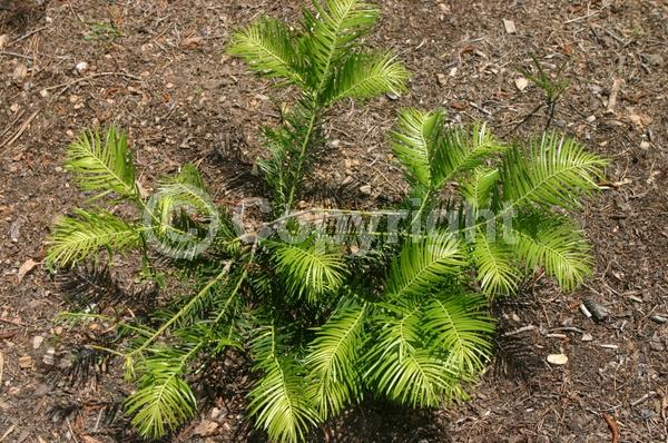 Unknown blooms; Evergreen; Needles or needle-like leaf