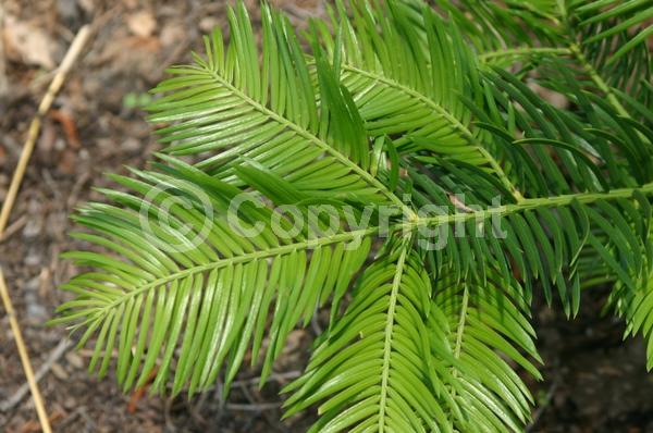 Unknown blooms; Evergreen; Needles or needle-like leaf