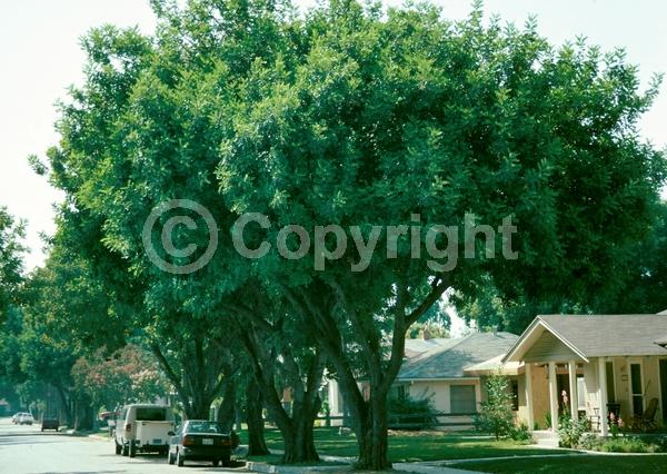 Green blooms; Evergreen