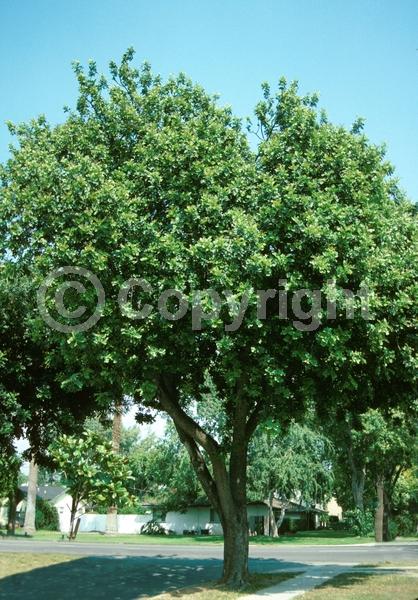 Green blooms; Evergreen