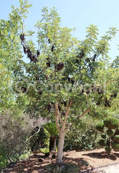 Green blooms; Evergreen